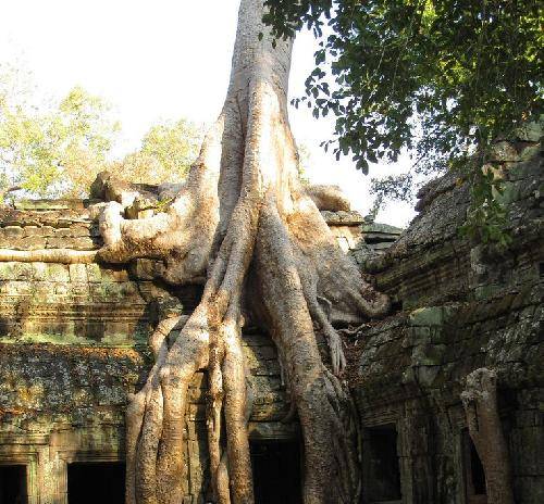 Cambodia Angkor Ta Prohm Ta Prohm Siem Reab - Angkor - Cambodia