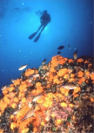 Bizerte Diving Club