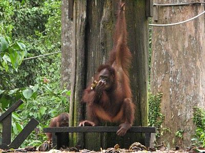 Sepilok Orangutans Reserve