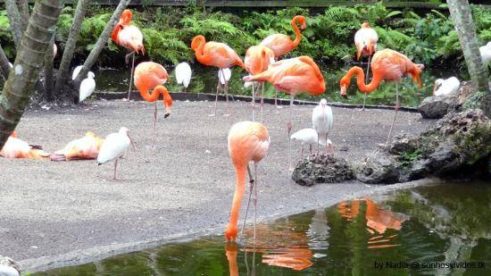 United States of America Miami  Flamingo Park Flamingo Park Miami - Miami  - United States of America