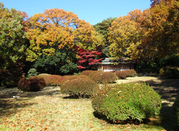 Japan Tokyo Meiji Shrine Inner Garden Meiji Shrine Inner Garden Tokyo - Tokyo - Japan