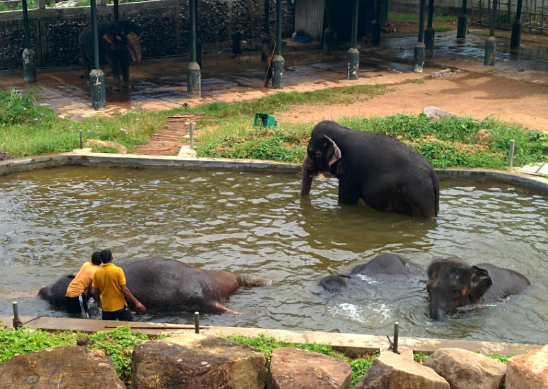 Sri Lanka Colombo National Zoological Gardens of Colombo National Zoological Gardens of Colombo Sri Lanka - Colombo - Sri Lanka