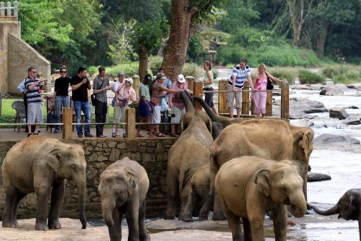 Sri Lanka Kandy Pinnawala Elephant Orphanage Pinnawala Elephant Orphanage Sri Lanka - Kandy - Sri Lanka