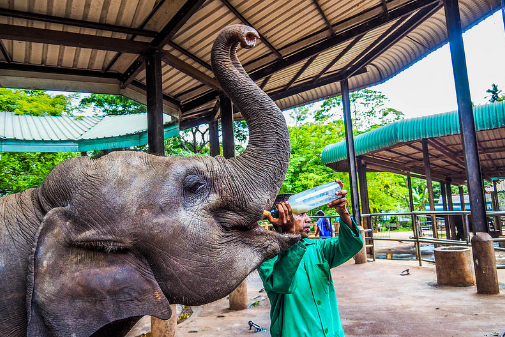 Sri Lanka Kandy Pinnawala Elephant Orphanage Pinnawala Elephant Orphanage Sri Lanka - Kandy - Sri Lanka