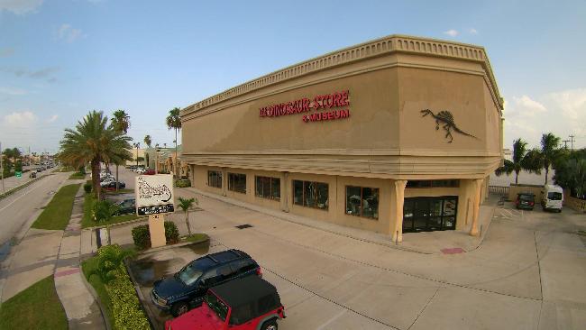 United States of America Orlando  The Dinosaur Store The Dinosaur Store Orlando - Orlando  - United States of America