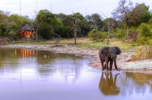 South Africa Kruger National Park Djuma Game Reserve Djuma Game Reserve South Africa - Kruger National Park - South Africa