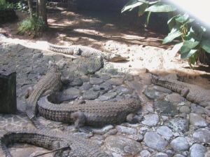 Mauritius Senneville Vanille Crocodile Park Vanille Crocodile Park Mauritius - Senneville - Mauritius