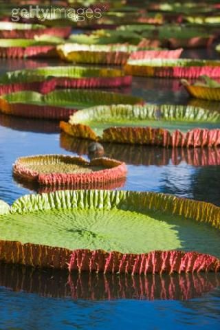 Mauritius Pamplemousse  Water Lilies Pond Water Lilies Pond Mauritius - Pamplemousse  - Mauritius