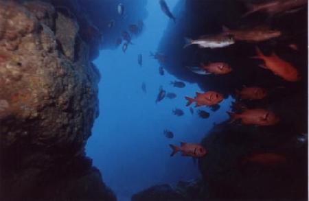 Mauritius Underwater Group