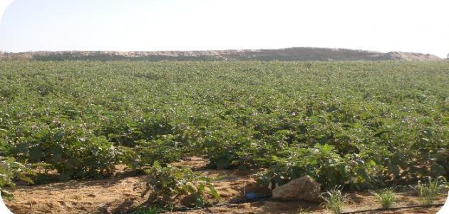 Private Full-Day Tour Monastery of Wadi Natroun from Cairo