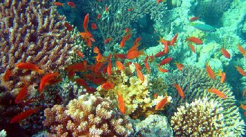 Egypt  Red Sea Red Sea Red Sea -  - Egypt