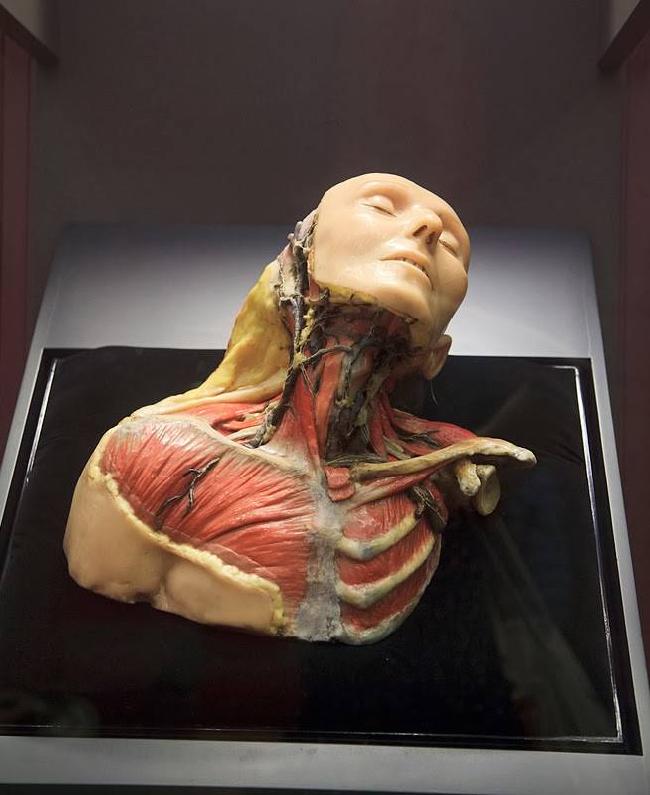 Mexico Mexico City Anatomy Museum Anatomy Museum North America - Mexico City - Mexico