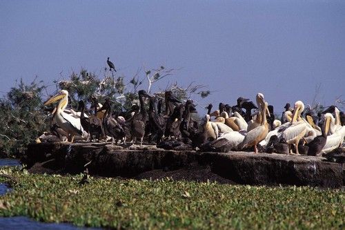 Senegal Saint Louis Langue de Barbarie National Park Langue de Barbarie National Park Africa - Saint Louis - Senegal