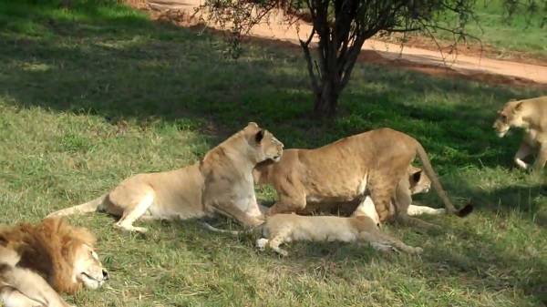 South Africa Johannesburg Lion Park Lion Park Africa - Johannesburg - South Africa