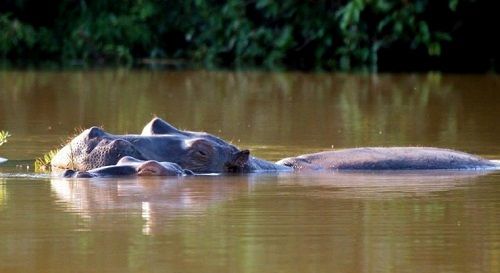 Zimbabwe Harare Hippo pools wilderness Camp Hippo pools wilderness Camp Zimbabwe - Harare - Zimbabwe