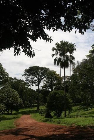 Uganda Kampala Botanical Garden Botanical Garden Uganda - Kampala - Uganda