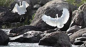 Birdwatching on the Nile Tour in Aswan
