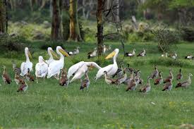 Birdwatching on the Nile Tour in Aswan